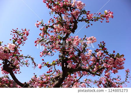 妙正寺川沿岸的花叢 124805273
