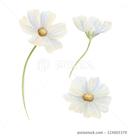 White watercolor cosmos flowers isolated illustration set for spring or summer wedding designs. Simple monochrome floral clipart. Hand drawn botanical sketches 124805379
