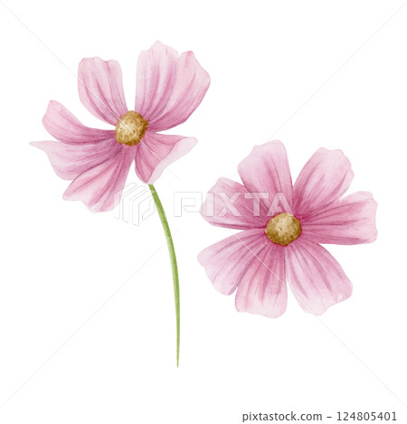 Pastel pink cosmos flowers watercolor illustration set isolated on white. Hand drawn floral clipart in simple style. Minimalist garden sketches for summer or spring wedding design Pastel pink cosmos flowers watercolor illustration set isolated on white. Hand drawn floral clipart in simple style. Minimalist garden sketches for summer or spring wedding design 124805401