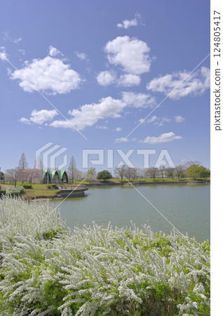 Spiraea and Ochiai Pond (Kasugai City, Aichi Prefecture) 124805417