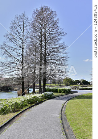 Metasequoias at Ochiai Park (Kasugai City, Aichi Prefecture) Metasequoias at Ochiai Park (Kasugai City, Aichi Prefecture) 124805418