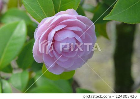 春季盛開的山茶花 124805420
