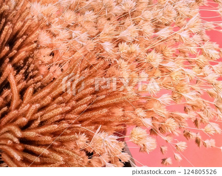 Close-up of dried flowers, showcasing their texture and color. Close-up of dried flowers, showcasing their texture and color. 124805526