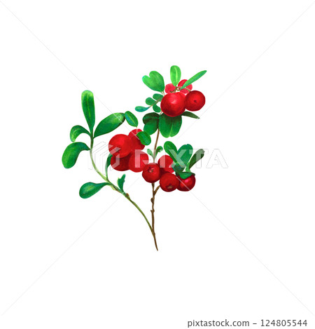 Cranberry. Branch of red wild berries with green leaves. Watercolor, marker illustration, isolated on white background. Ideal for botanical prints, stationery, food labels, and holiday-themed products 124805544