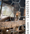 Cute squirrel 124805576
