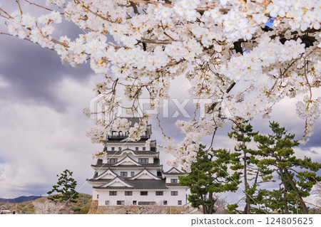 Fukuyama Castle with cherry blossoms in full bloom Fukuyama Castle with cherry blossoms in full bloom 124805625