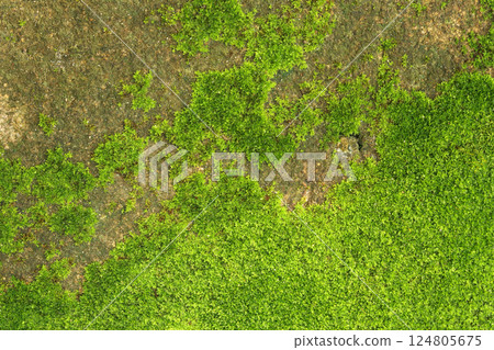Closeup of fresh green moss on stone wall for background and design art work. 124805675