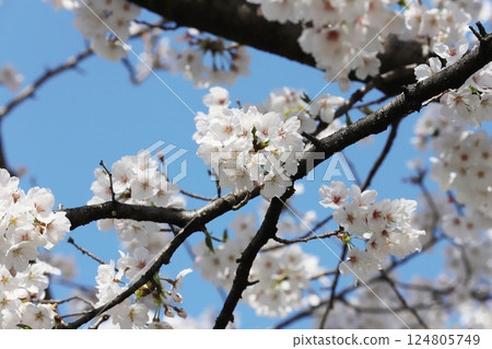 Cherry blossoms, Iwakura City, Cherry Blossom Festival, Gojo River 124805749