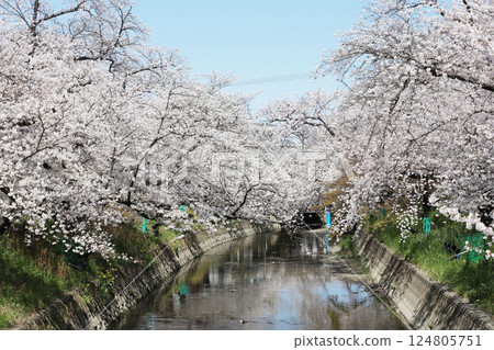 Cherry blossoms, Iwakura City, Cherry Blossom Festival, Gojo River 124805751
