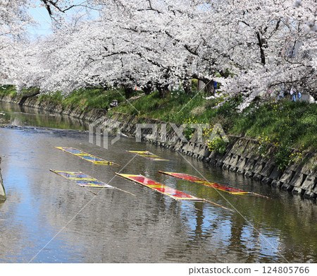 Cherry blossoms, Iwakura City, Cherry Blossom Festival, Gojo River Cherry blossoms, Iwakura City, Cherry Blossom Festival, Gojo River 124805766