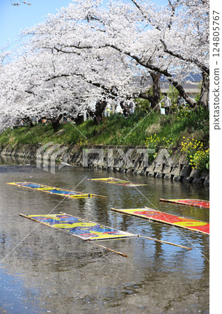 Cherry blossoms, Iwakura City, Cherry Blossom Festival, Gojo River 124805767