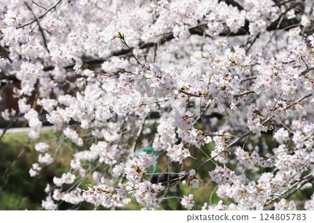 櫻花, 岩倉市, 櫻花節, 五條川 124805783