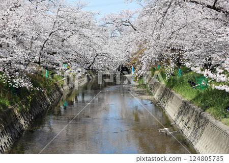 櫻花, 岩倉市, 櫻花節, 五條川 124805785