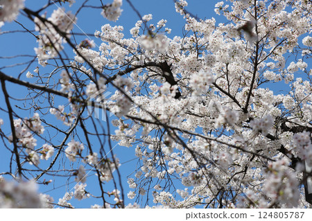 櫻花, 岩倉市, 櫻花節, 五條川 櫻花, 岩倉市, 櫻花節, 五條川 124805787