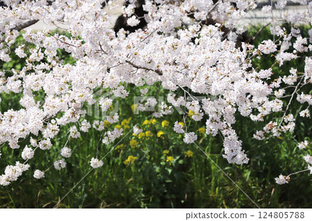 櫻花, 岩倉市, 櫻花節, 五條川 124805788