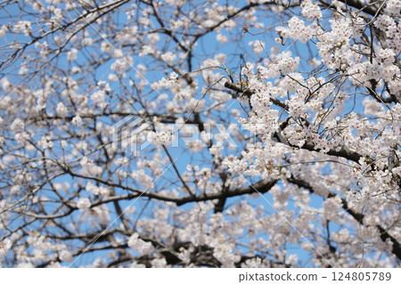 櫻花, 岩倉市, 櫻花節, 五條川 124805789