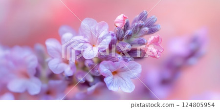 Lavender flowers in the foreground blurred background macro photography. 124805954