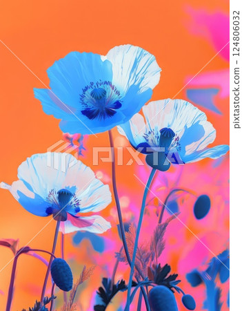 Blue poppies close up with an orange and pink background. Blue poppies close up with an orange and pink background. 124806032