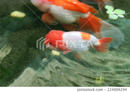 Goldfish swimming in aquarium fish pond close up 124806294