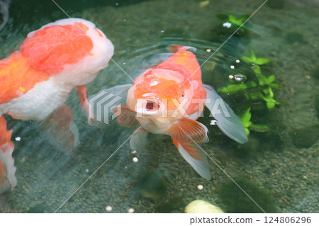 Goldfish swimming in aquarium fish pond close up 124806296