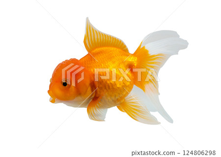 Oranda goldfish isolated on white background close up 124806298