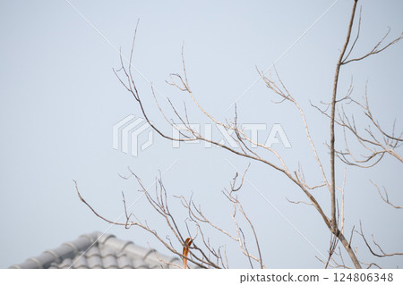 Dry tree branches with blue sky Dry tree branches with blue sky 124806348