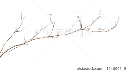 Dry tree branches isolated on white background Dry tree branches isolated on white background 124806349