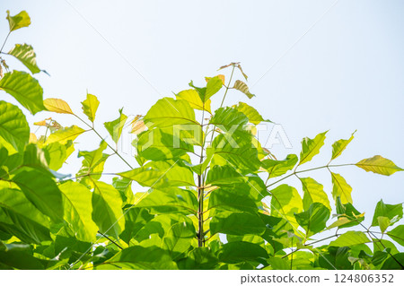 Natural plant green leaf in garden with bokeh background Natural plant green leaf in garden with bokeh background 124806352
