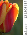 鬱金香花 124806457