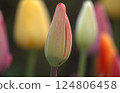 鬱金香的芽 124806458