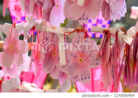 前橋東照宮的櫻花占卜 前橋東照宮的櫻花占卜 124806464