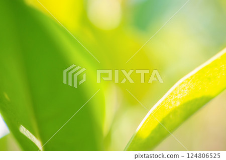Natural plant green leaf in garden with bokeh background 124806525