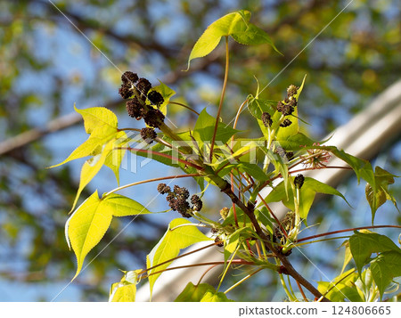 沐浴在陽光下的春季楓樹（特寫：台灣楓樹的雄花和雌花） 124806665