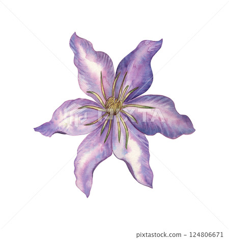 Watercolor illustration of a single clematis flower with wavy purple petals and soft gradients. Hand drawn botanical work, for spring packaging design, wedding printing, postcards, textiles 124806671
