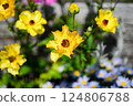Ranunculus 124806788