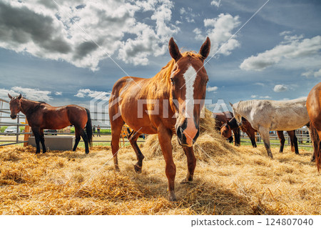 Portraits of Arabian stallions. Horses in a stall 124807040