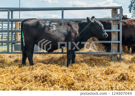Black Angus calves in the open air Black Angus calves in the open air 124807049