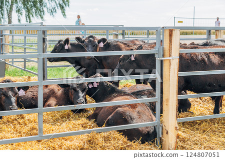 Black Angus calves in the open air 124807051