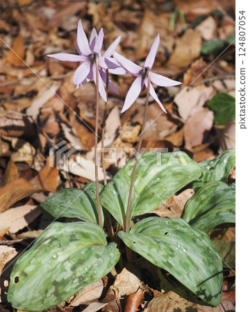 The back view of a dogtooth violet flower (20250404110733) The back view of a dogtooth violet flower (20250404110733) 124807054