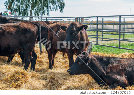 Black Angus calves in the open air 124807055