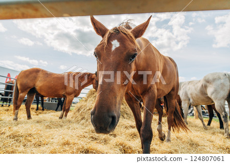 Portraits of Arabian stallions. Horses in a stall 124807061