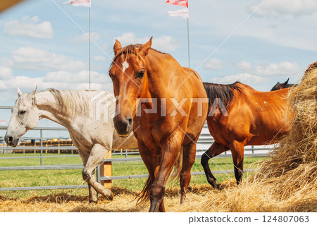 Portraits of Arabian stallions. Horses in a stall Portraits of Arabian stallions. Horses in a stall 124807063
