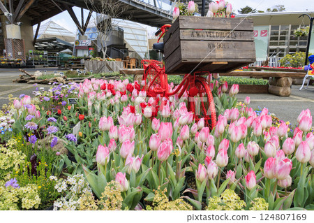 Tottori Flower Corridor: Spring flowers in full bloom Tottori Flower Corridor: Spring flowers in full bloom 124807169