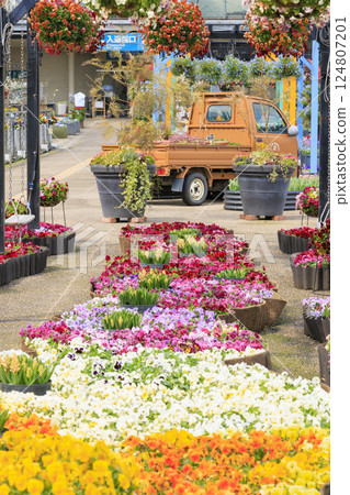 Tottori Flower Corridor: Spring flowers in full bloom 124807201