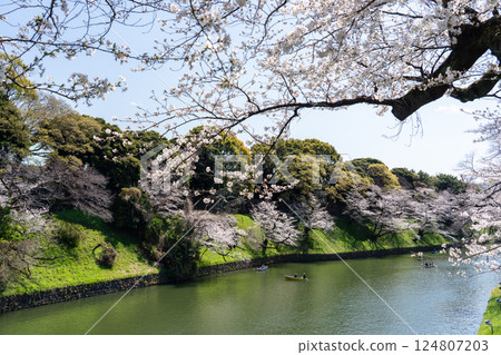 Stroll around Chidorigafuchi with cherry blossoms in full bloom Stroll around Chidorigafuchi with cherry blossoms in full bloom 124807203