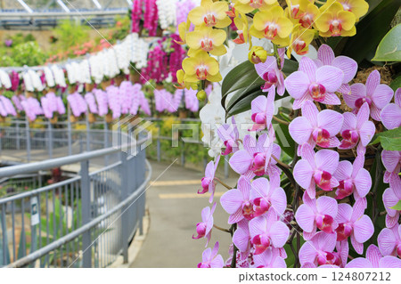 Tottori Flower Corridor: Spring flowers in full bloom 124807212