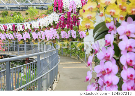 Tottori Flower Corridor: Spring flowers in full bloom 124807213