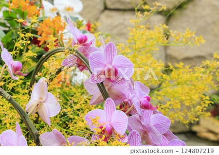 Tottori Flower Corridor: Spring flowers in full bloom 124807219