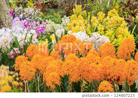 Tottori Flower Corridor: Spring flowers in full bloom 124807223