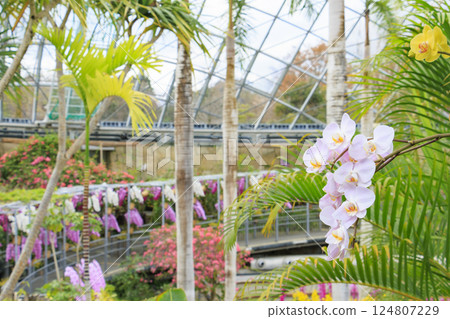 Tottori Flower Corridor: Spring flowers in full bloom Tottori Flower Corridor: Spring flowers in full bloom 124807229
